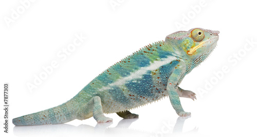 Young Chameleon Furcifer Pardalis - Ankify (8 months)