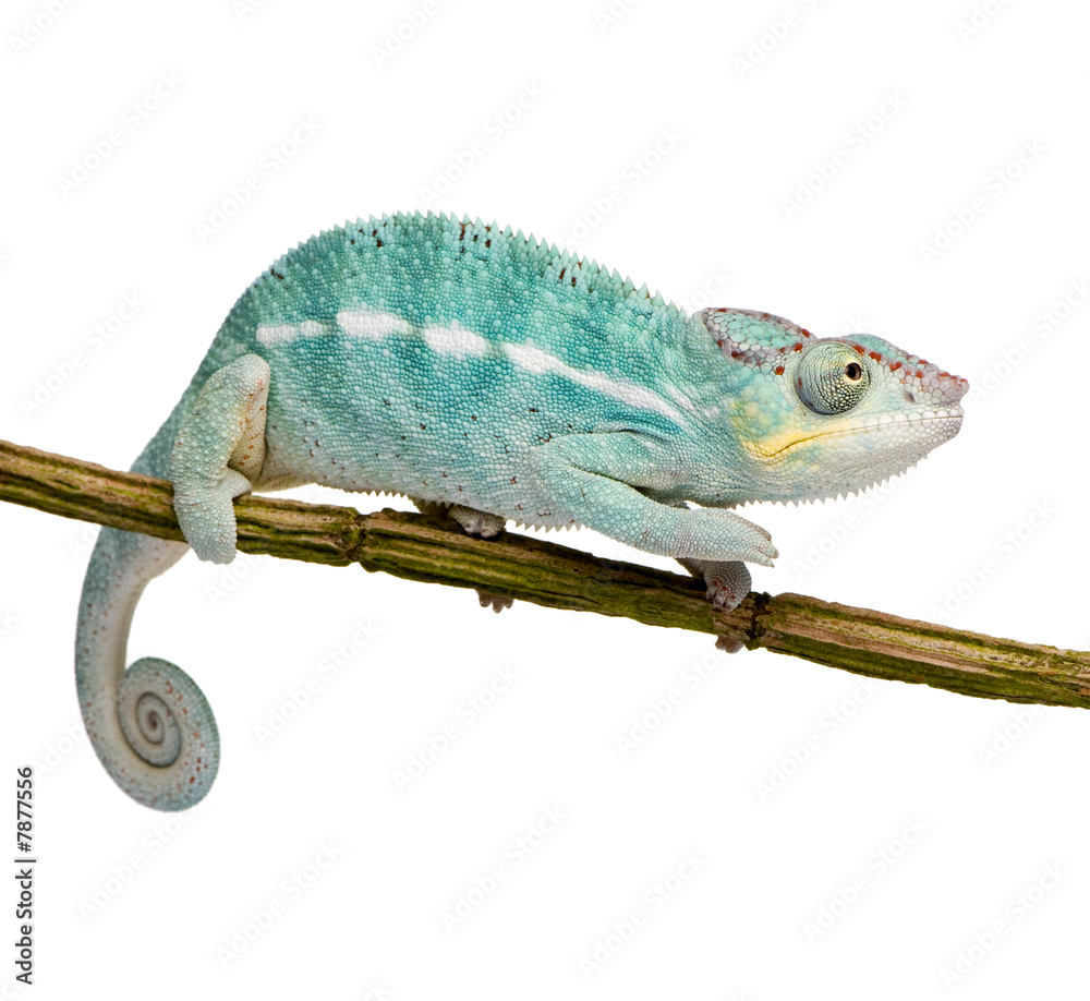 Fototapeta premium Young Chameleon Furcifer Pardalis - Nosy Be(7 months)