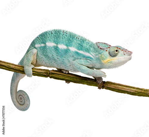 Young Chameleon Furcifer Pardalis - Nosy Be(7 months)