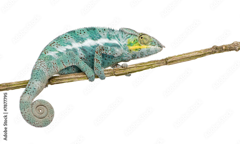Naklejka premium Chameleon Furcifer Pardalis - Nosy Faly (18 months)