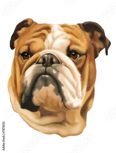 bulldog