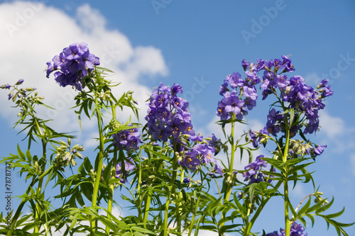 Polemonium  on a background of the cloudy sky. photo