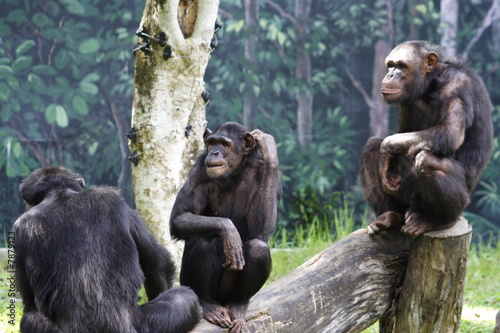 3 Zoo Chimps Looking for Entertainment during Day Fototapeta