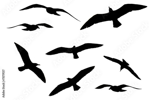 Various birds positiion over white background © SuperCoolPhotography