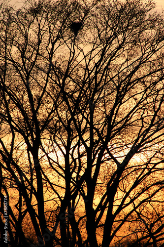 arbre au coucher de soleil
