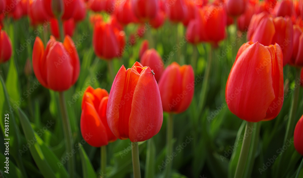 Sea of tulips Sea of tulips