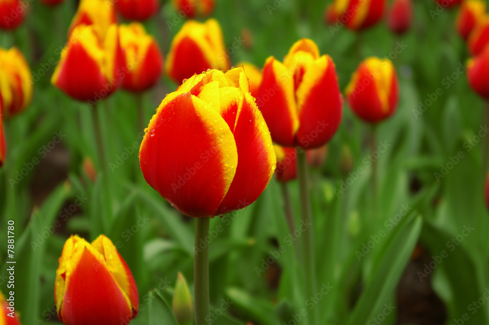 Red and yellow tulips Red and yellow tulips