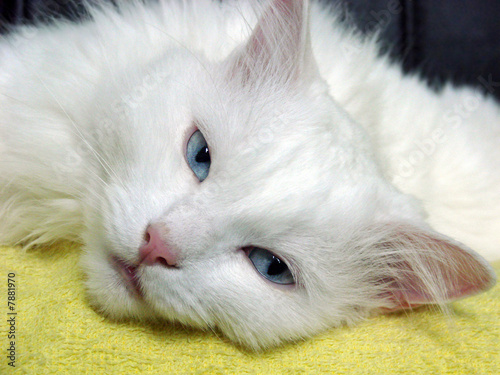 Cute Cat