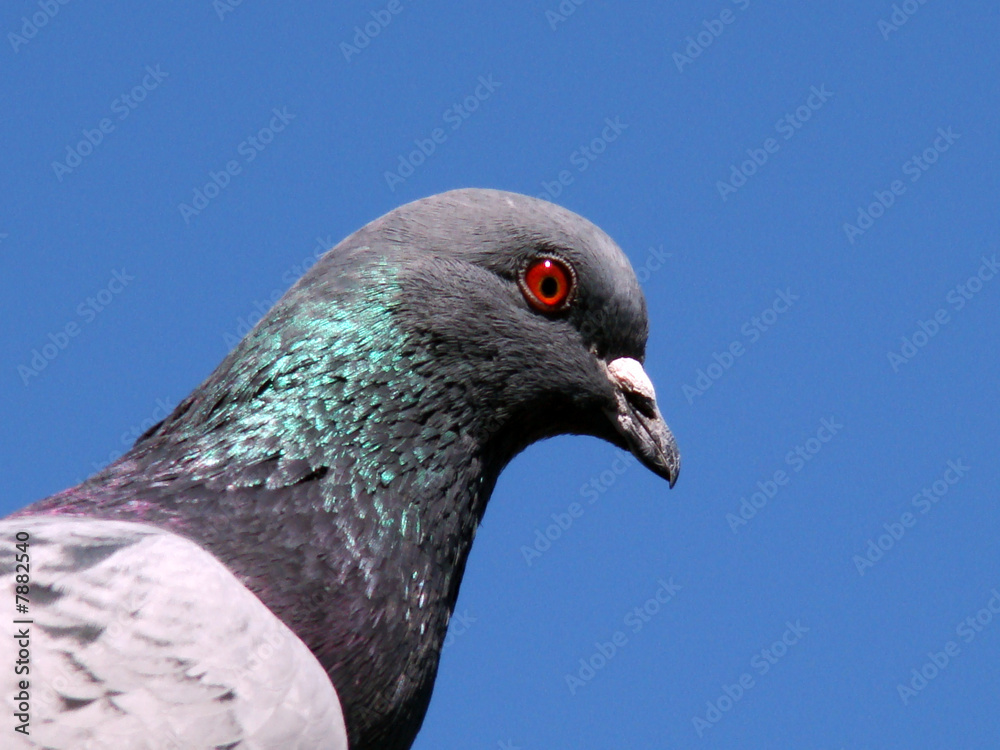 Pigeon