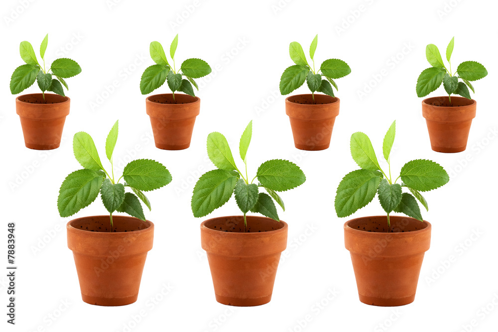 Obraz premium Concept petite pousse