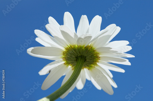 Blue sky daisy