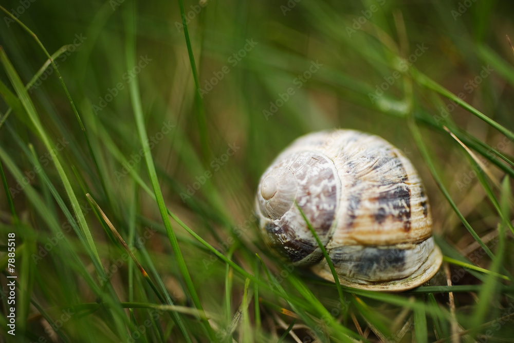 snail detail