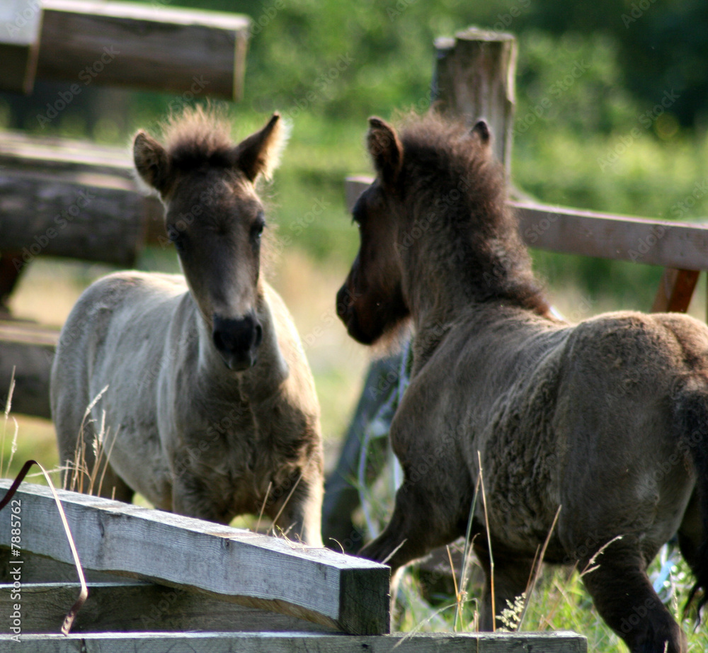 Fototapeta premium Duell - Duel