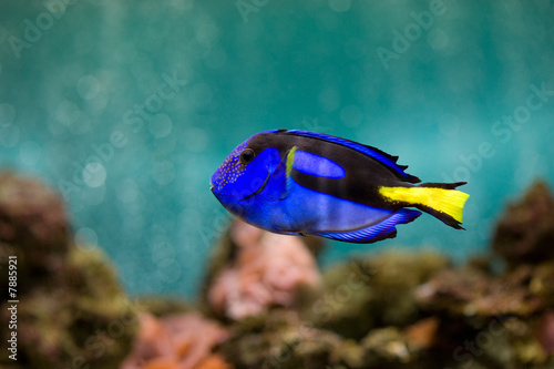 Fish in aquarium