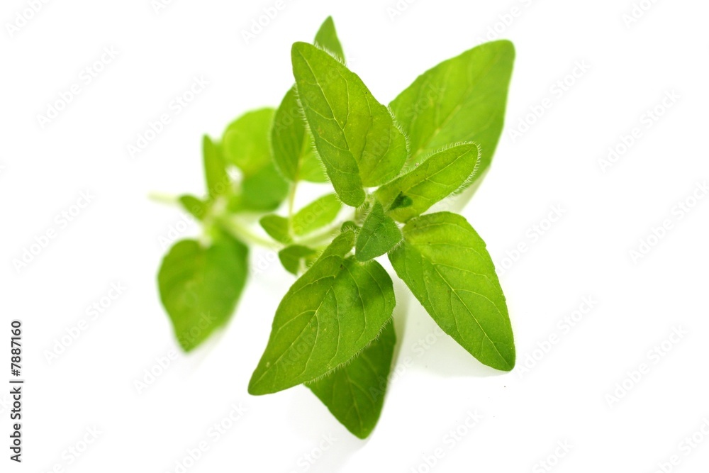 Oregano Oregano