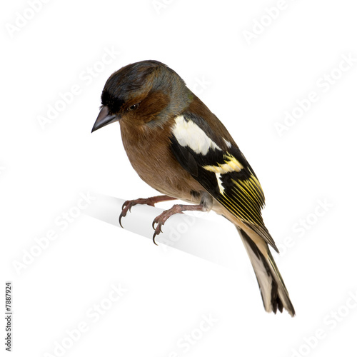 Chaffinch - Fringilla coelebs on its perch