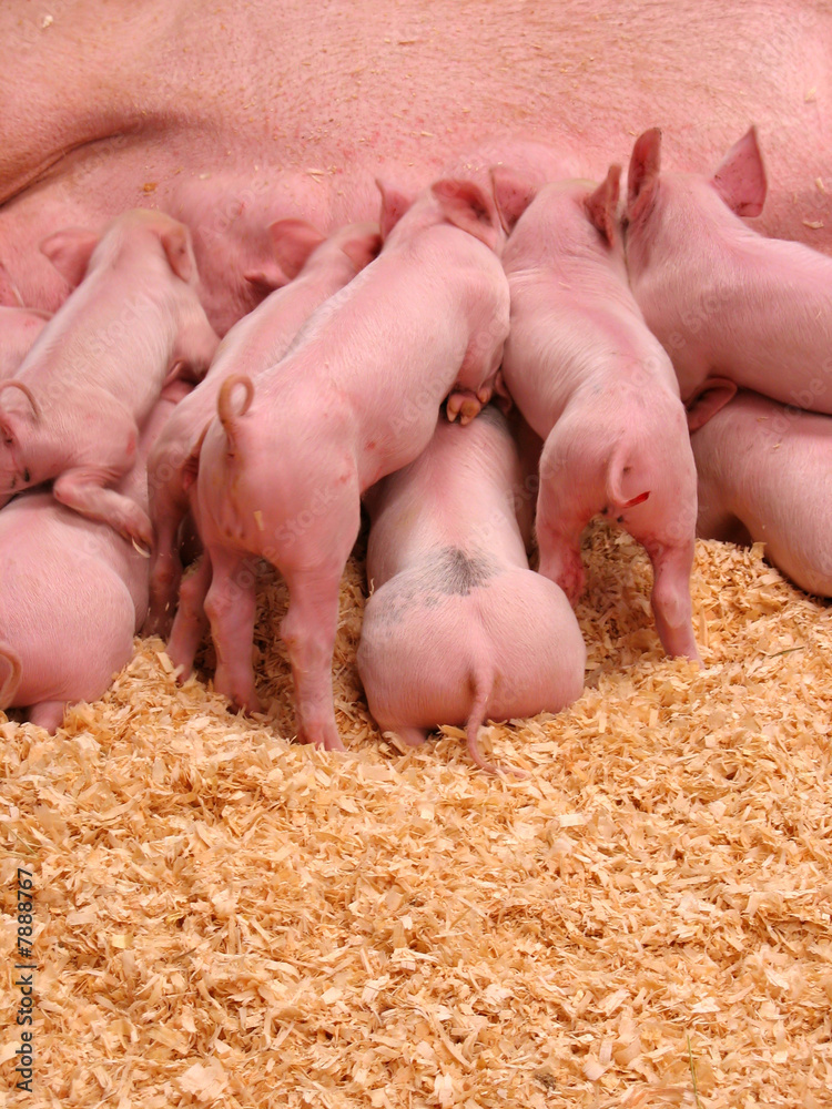 Hungry Piglets Hungry Piglets