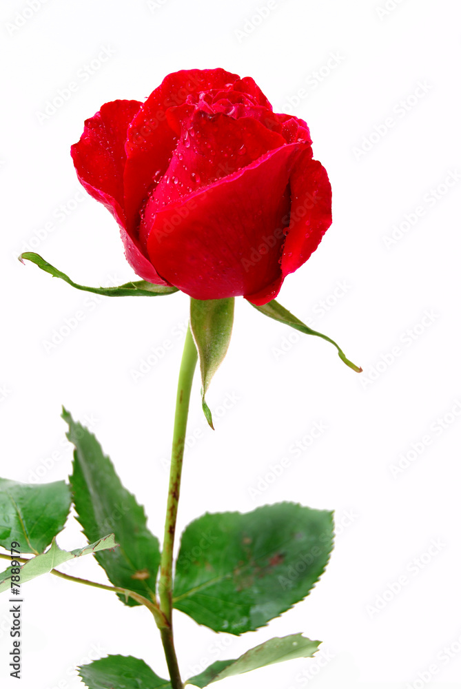 Obraz premium beauty