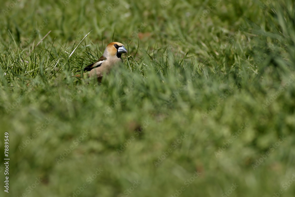 Hawfinch Hawfinch