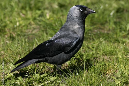 Eurasian Jackdaw