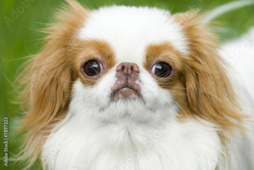 Schilderij op canvas Portrait of dog
