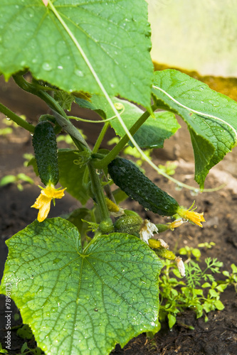 Cucumber is grown
