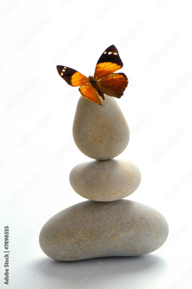 Papillon StockFoto Adobe Stock