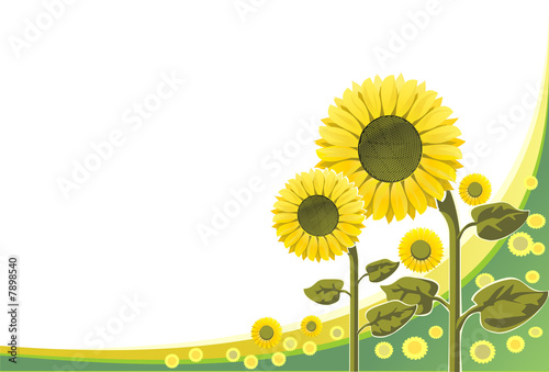 Sunflowers