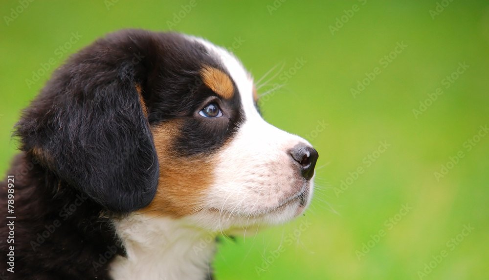 Portrait of Bernese mountain dog