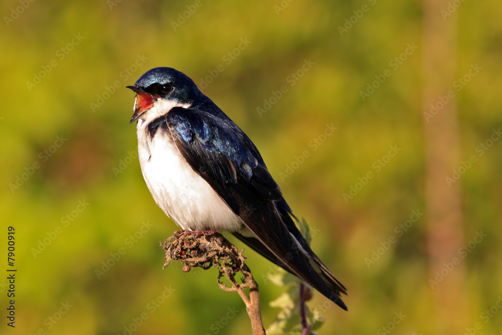 Fototapeta premium Tree Swallow(iridoprone bicolor)