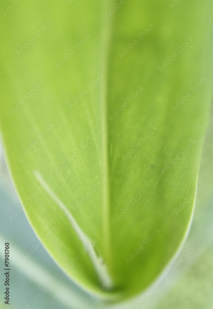 perspective verte perspective verte
