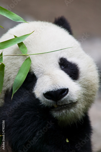 Panda Bear Eating