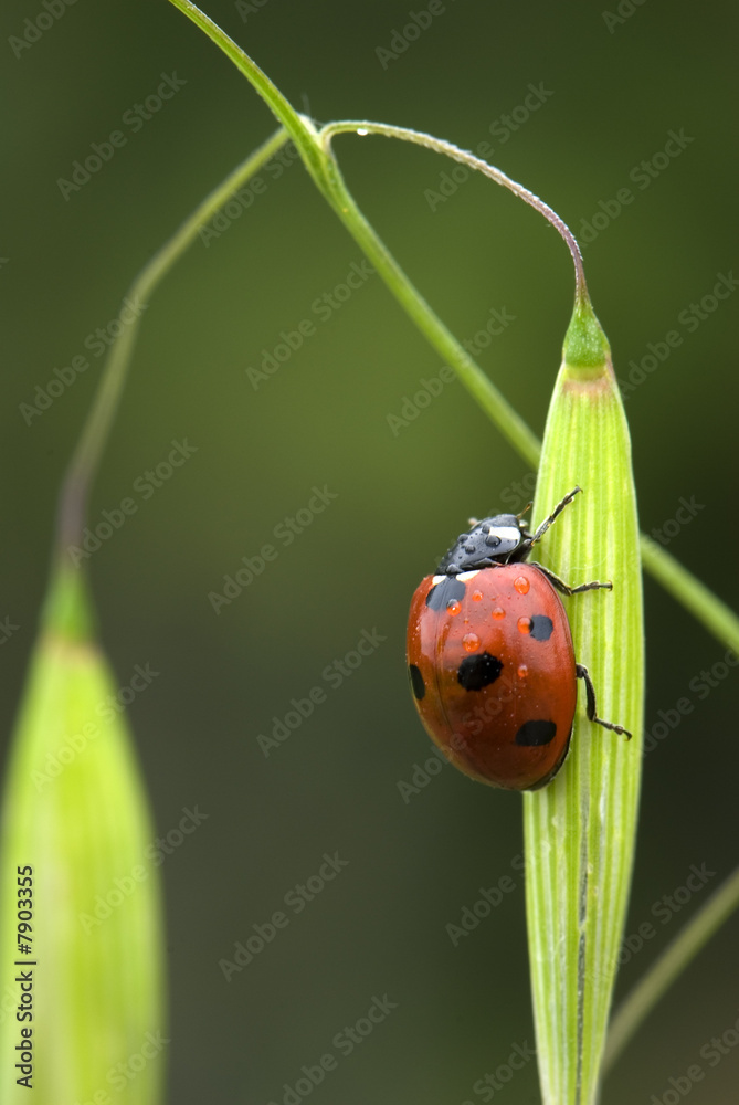 Fototapeta premium ladybird
