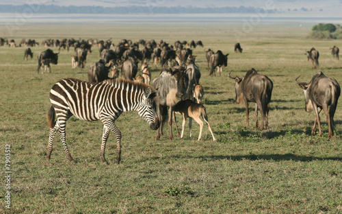 Zebra againts Herd of Wildebeest