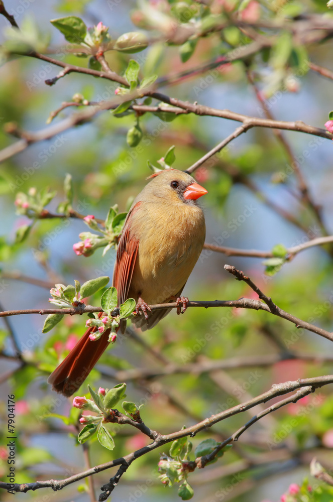 Female Northern Cardinal (cardinalis cardinalis) 