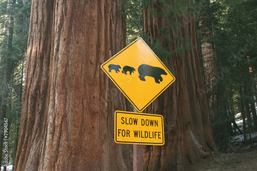 Road sign for bears