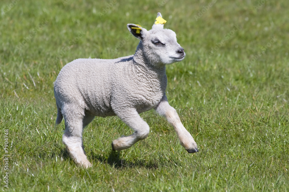 Obraz premium springtime