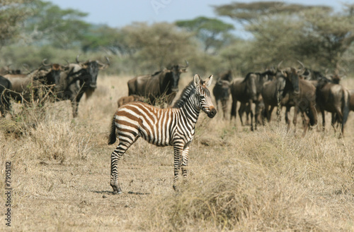 Zebra against Herd of Wildebeests