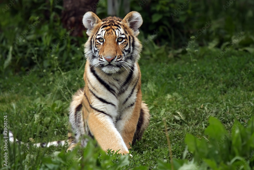 Adorable Tiger Cub