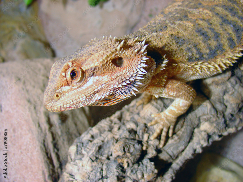 Fototapeta premium Bartagame