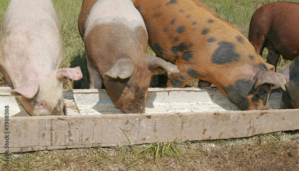 Fototapeta premium pigs eating