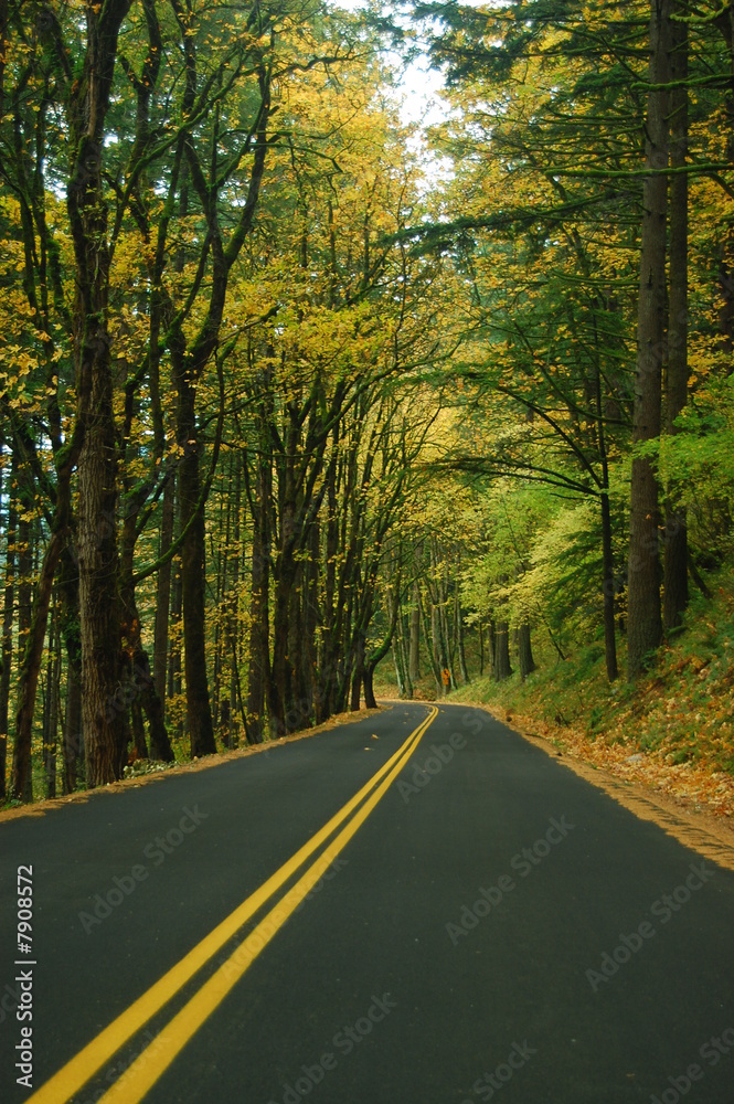 Fototapeta premium Road in an autumn forest