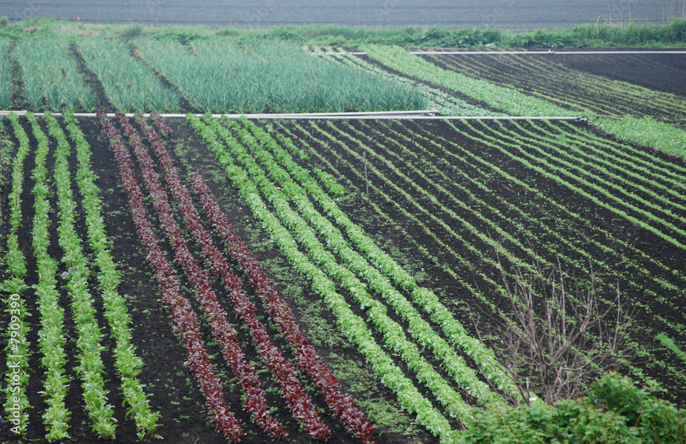 Colorful vegetable rows