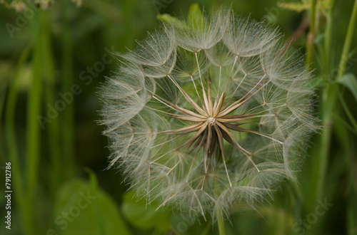 A dandelion clock ready for a child to blow off the seeds