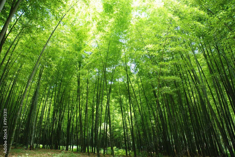 Fototapeta premium lush bamboo forest