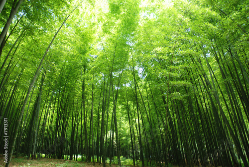 lush bamboo forest
