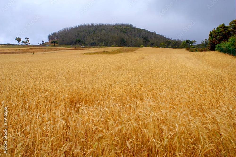 campo de trigo en Tenerife