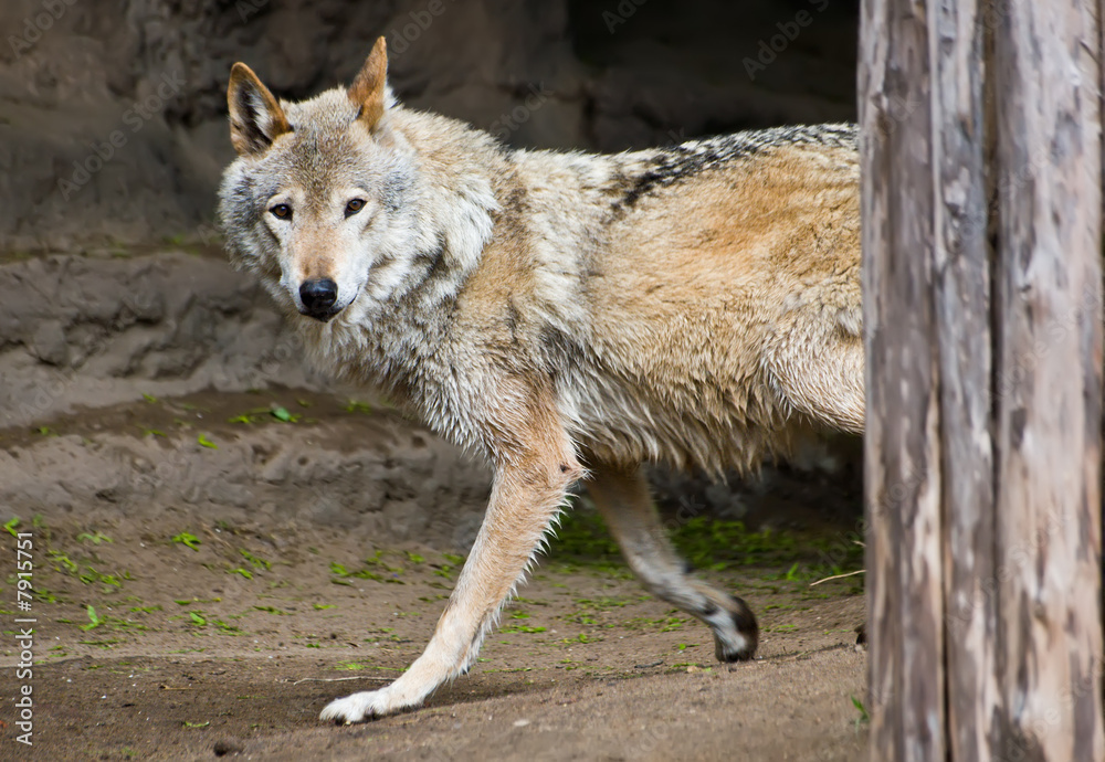 Fototapeta premium Wolf