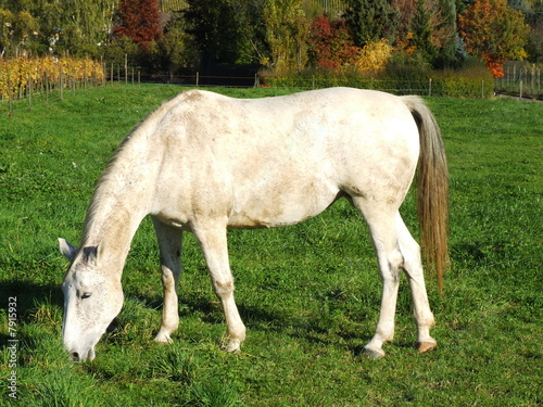 weißes Pferd © beatuerk