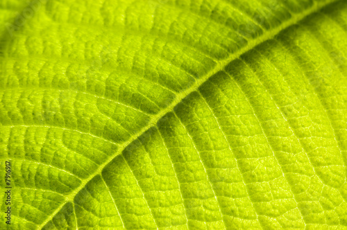 Green leaf closeup.